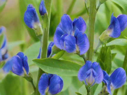 Baptisie jižní 'Bright Blue' - Baptisia australis 'Bright Blue'  Baptisia australis 'Bright Blue'