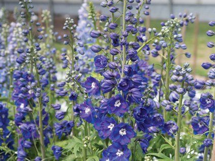 Ostrožka 'Delphinity F1 Blue' - Delphinium × cultorum 'Delphinity F1 Blue'  Delphinium