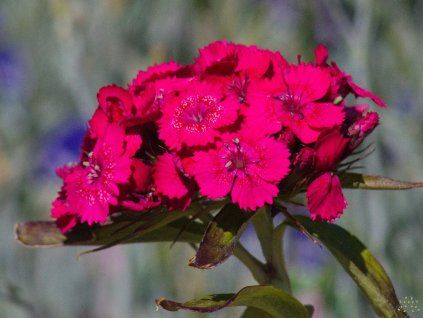 Dianthus barbatus 'Barbarini® F1 Rose'