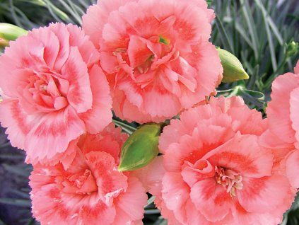 Hvozdík karafiát ‘Code® Salmon’ - Dianthus caryophyllus ‘Code® Salmon’  Dianthus caryophyllus 'Code® Salmon'