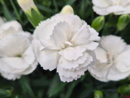 Hvozdík karafiát ‘White Summer’ - Dianthus caryophyllus ‘White Summer’  Dianthus caryophyllus 'White Summer'