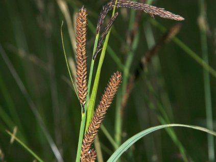Ostřice ostrá - Carex acutiformis  Carex acutiformis