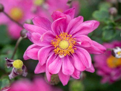 Sasanka japonská 'Garden Breeze Rosy Red' - Anemone japonica 'Garden Breeze Rosy Red'  Anemone japonica 'Garden Breeze Rosy Red'