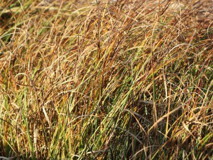 Ostřice písečná - Carex arenaria  Carex arenaria