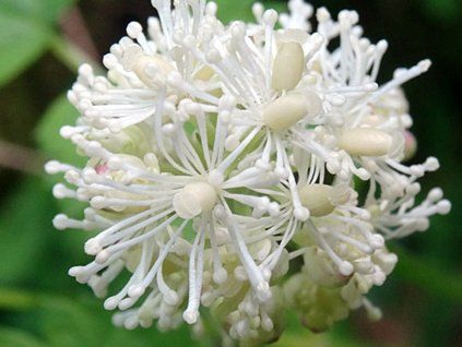 Samorostlík klasnatý - Actaea spicata  Actaea spicata