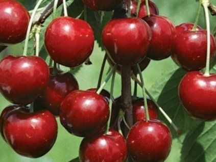 aranka