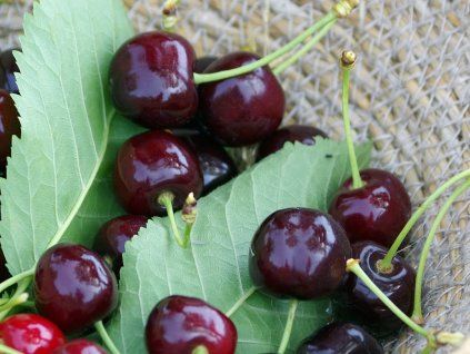 Třešeň 'Rychlice německá'  Prunus avium 'Rychlice německá'