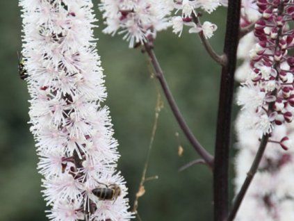 Ploštičník hroznatý 'Carbonella' - Cimicifuga racemosa 'Carbonella'  Cimicifuga racemosa 'Carbonella'