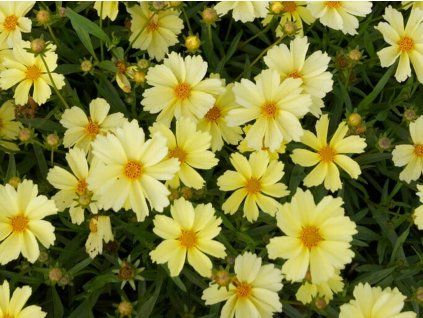 Krásnoočko 'Full Moon' - Coreopsis 'Full Moon'  Coreopsis 'Full Moon'