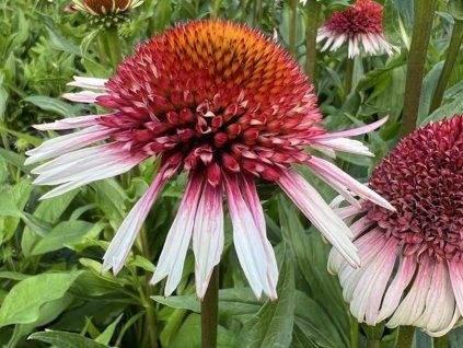 Třapatka 'Strawberry and Cream' - Echinacea 'Strawberry and Cream'  Echinacea 'Strawberry and Cream'