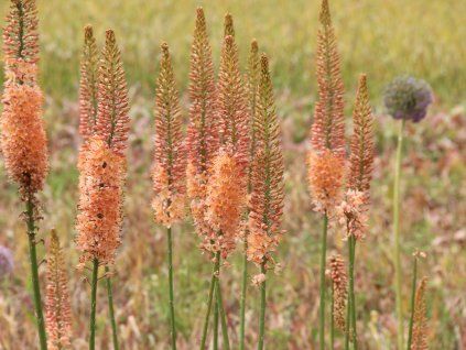 Liliochvostec 'Cleopatra' - Eremurus isabellinus 'Cleopatra'  Eremurusisabellinus 'Cleopatra'