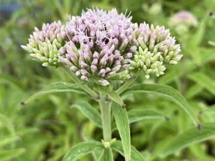 Sadec konopáč - Eupatorium cannabinum  Eupatorium cannabinum