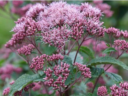Sadec maculatum 'Red Dwarf' - Eupatorium maculatum 'Red Dwarf'  Eupatorium maculatum 'Red Dwarf'