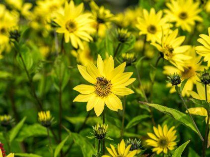 Slunečnice 'Lemon Queen' - Helianthus microcephalus 'Lemon Queen'  Helianthus microcephalus 'Lemon Queen'