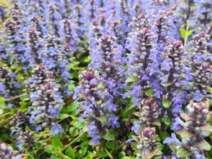 Zběhovec plazivý - Ajuga reptans  Ajuga reptans