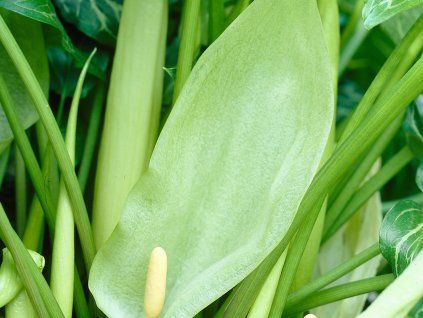 Árón italský 'Immaculatum' - Arum italicum 'Immaculatum'  Arum italicum 'Immaculatum'