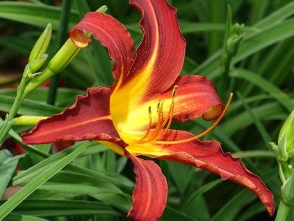 Denivka 'Autumn Red' - Hemerocallis 'Autumn Red'  Hemerocallis 'Autumn Red'