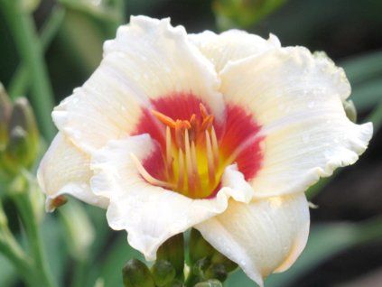 Denivka 'Brilliant Circle' - Hemerocallis 'Brilliant Circle'  Hemerocallis 'Brilliant Circle'