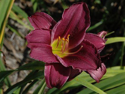 Denivka 'Grape Velvet' - Hemerocallis 'Grape Velvet'  Hemerocallis 'Grape Velvet'