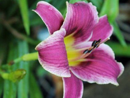 Denivka 'Little Missy' - Hemerocallis 'Little Missy'  Hemerocallis 'Little Missy'