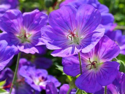 Kakost himalájský - Geranium himalayense  Geranium himalayense