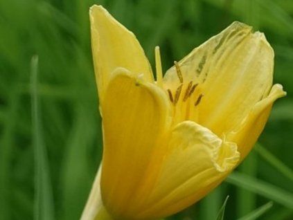 Denivka 'Mini Stella' - Hemerocallis 'Mini Stella'  Hemerocallis 'Mini Stella'