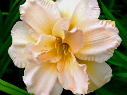 Denivka 'Peggy jeffcoat' - Hemerocallis 'Peggy jeffcoat'  Hemerocallis 'Peggy jeffcoat'