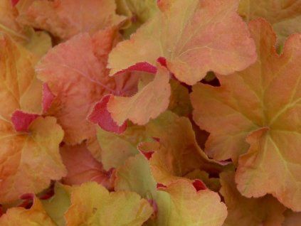 Dlužicha 'Caramel' - Heuchera 'Caramel'  Heuchera 'Caramel'