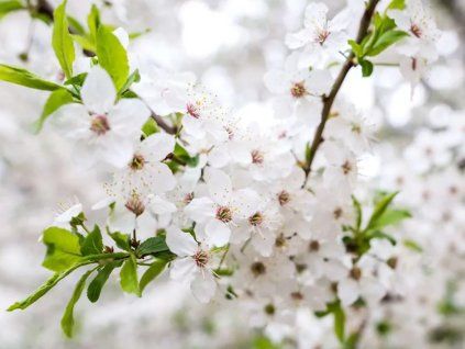 prunus