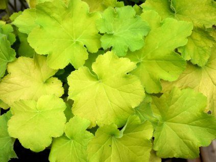 Dlužicha 'Guacamole' -'Heuchera 'Guacamole'  Heuchera 'Guacamole'