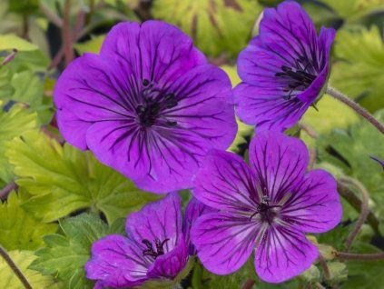 Kakost kantabrijský 'Mary-Anne®' - Geranium x cantabrigense 'Mary-Anne®'  Geranium x cantabrigense 'Mary-Anne®'