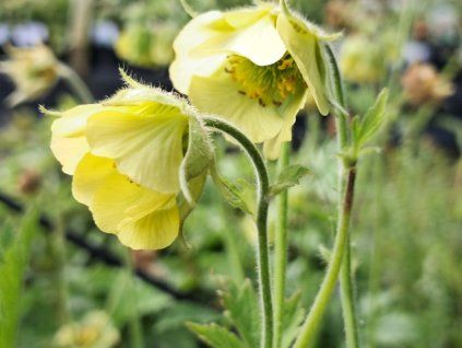 Kuklík potoční 'Tales of Hex' - Geum rivale 'Tales of Hex'  Geum rivale 'Tales of Hex'