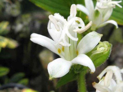Liliovka srstnatá 'Alba' - Tricyrtis hirta 'Alba'  Tricyrtis hirta 'Alba'