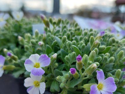 Tařička gracilis 'Regado Blue White Bicolour' - Aubrieta gracilis  'Regado Blue White Bicolour'  Aubrieta gracilis 'Regado Blue White Bicolour'