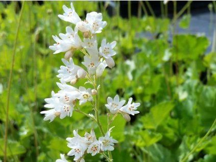 Dlužicha krvavá 'White Cloud' - Heuchera sanguinea 'White Cloud'  Heuchera sanguinea 'White Cloud'