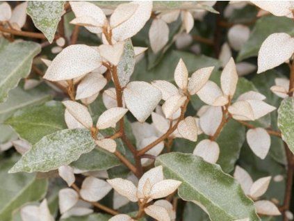 Hlošina Ebbingeova 'Compacta'  Elaeagnus x ebbingei 'Compacta'