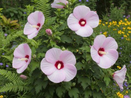 Ibišek bahenní F1 'Luna Pink Swirl'  Hibiscus moscheutos F1 'Luna Pink Swirl'