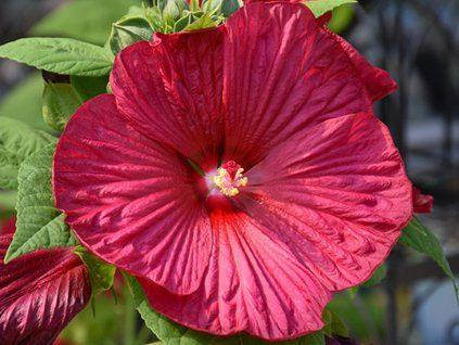 Ibišek bahenní F1 'Luna Red'  Hibiscus moscheutos F1 'Luna Red'