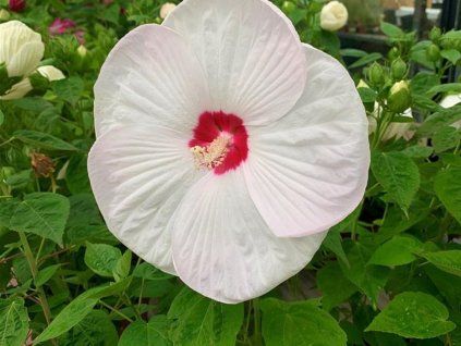 Ibišek bahenní F1 'Luna White'  Hibiscus moscheutos F1 'Luna White'