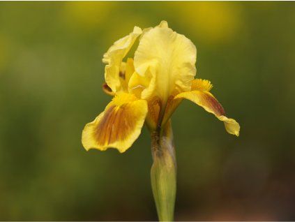 Kosatec nízký 'Ritz' - Iris barbata-nana 'Ritz'  Iris barbata-nana 'Ritz'