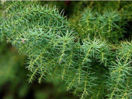 Kryptomerie japonská 'Elegans'  Cryptomeria japonica 'Elegans Viridis'