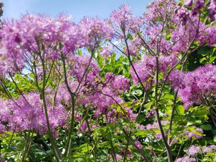 Žluťucha orlíčkolistá 'Black Stockings' - Thalictrum aquilegifolium 'Black Stockings'  Thalictrum aquilegifolium 'Black Stockings'