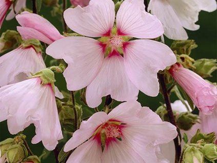 Slézovec 'Baby Barnsley' - Lavatera 'Baby Barnsley'  Lavatera 'Baby Barnsley'