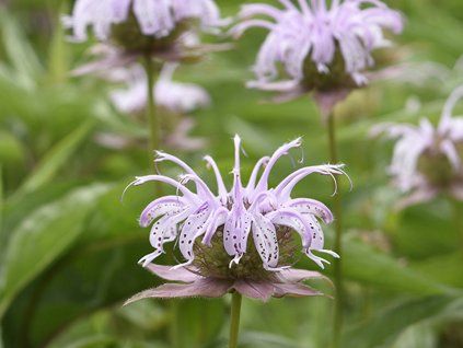 Zavinutka bradburiana - Monarda bradburiana  Monarda bradburiana