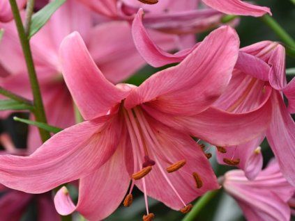 Lilie tygrovaná 'Pink Flight' - Lilium tigrinum 'Pink Flight'  Lilium tigrinum 'Pink Flight'