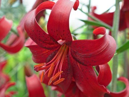 Lilie tygrovaná 'Red Velvet' - Lilium tigrinum 'Red Velvet'  Lilium tigrinum 'Red Velvet'