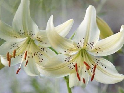Lilie tygrovaná 'Sweet Surrender' - Lilium tigrinum 'Sweet Surrender'  Lilium tigrinum 'Sweet Surrender'