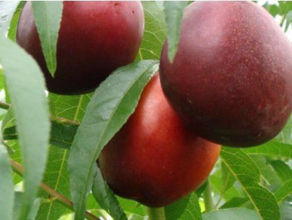 Nektarinka zakrslá 'Rubis' - kontejner  Prunus persica 'Rubis'