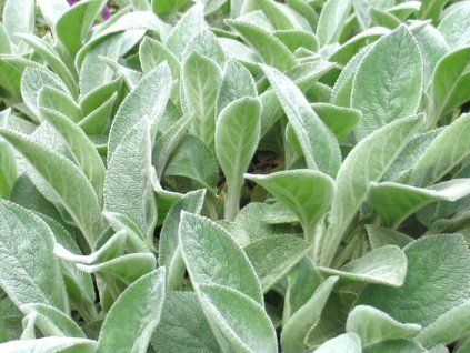 Čistec vlnatý 'Helene Von Stein' - Stachys bysantina 'Helene Von Stein'  Stachys bysantina 'Helene Von Stein'