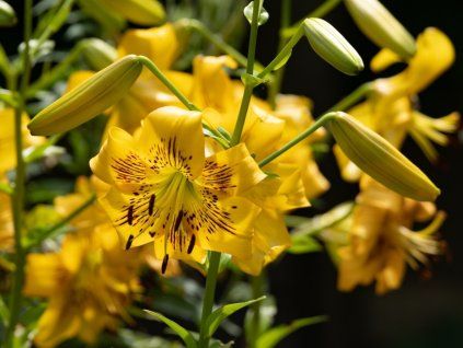 Lilie tygří 'Yellow Bruse' - Lilium tigrinum 'Yellow Bruse'  Lilium tigrinum